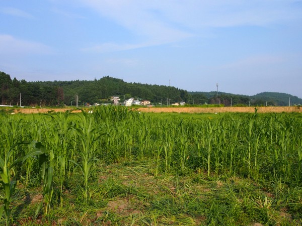 【終了】ソルゴーの種まきおでって