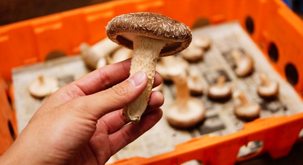 【募集】目指せブランド化!椎茸栽培おでって