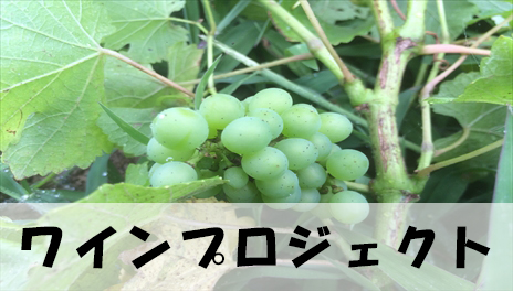 ワインプロジェクト
