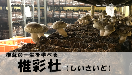 椎彩杜・椎茸栽培おでって